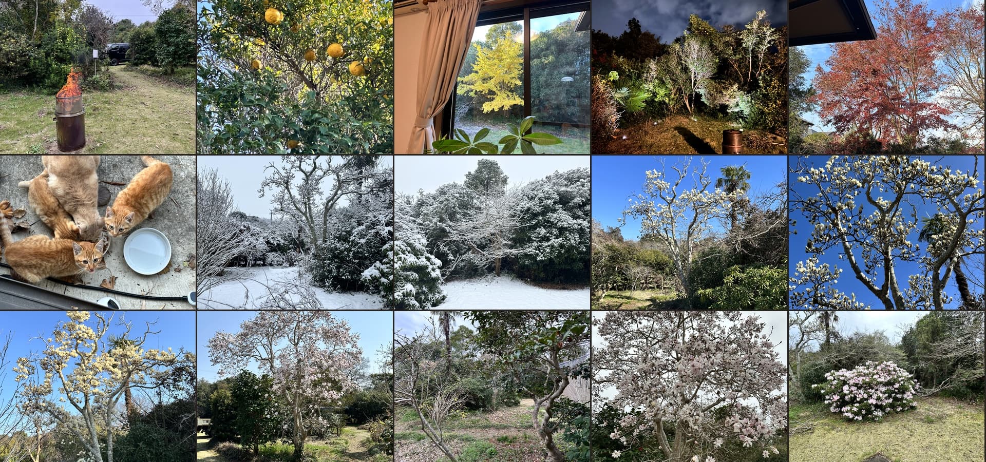 森の中の開拓地