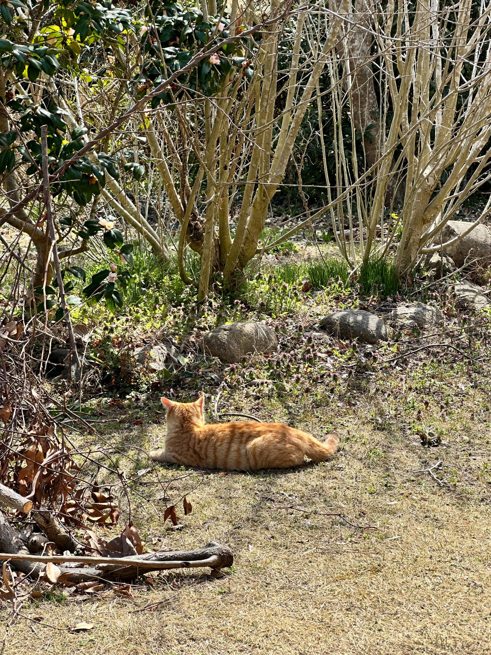 びっくりするほどたくさんの野良猫たち