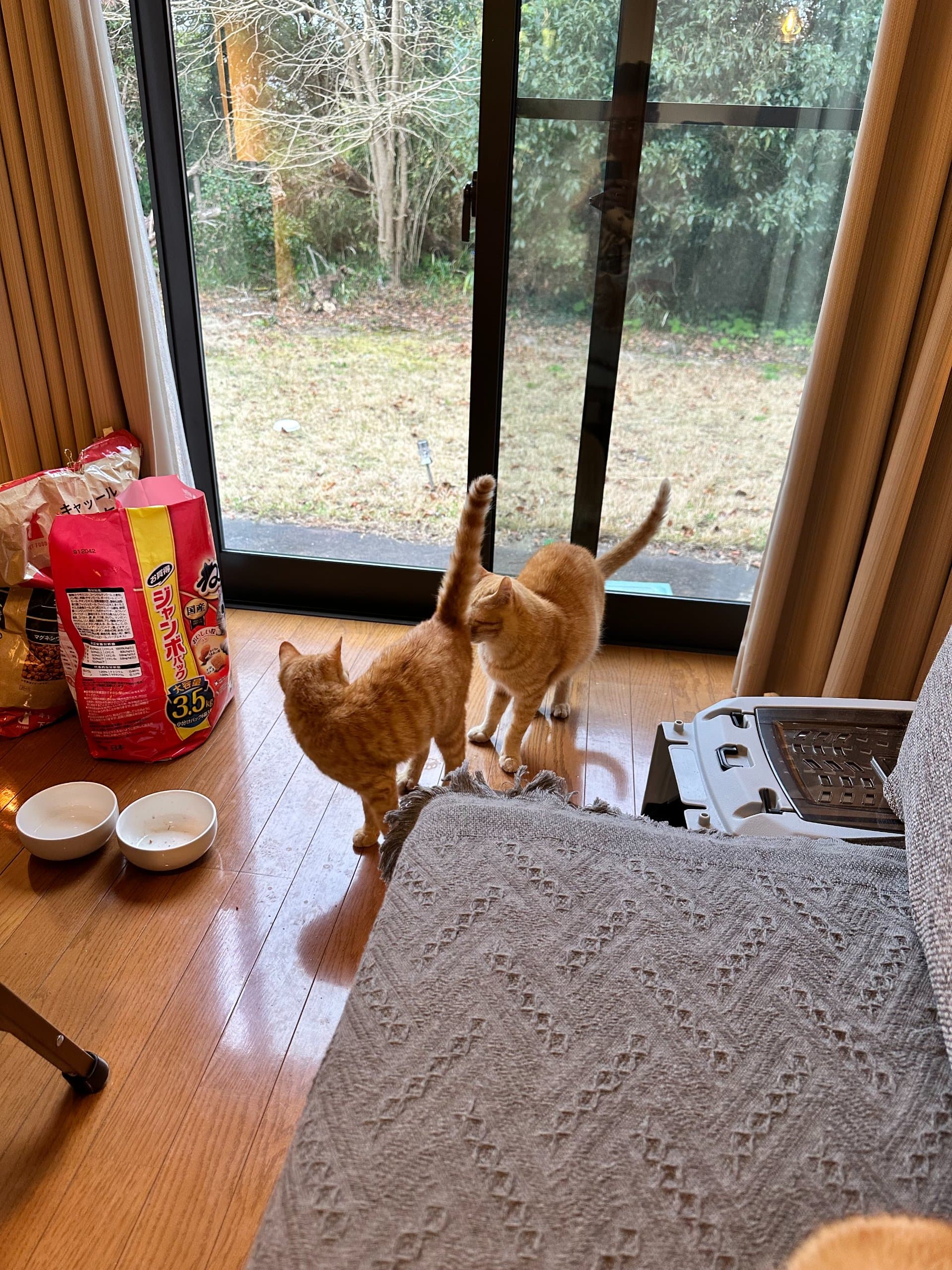 茶トラの野良猫が4匹|触らせてくれる子と逃げる子がいる