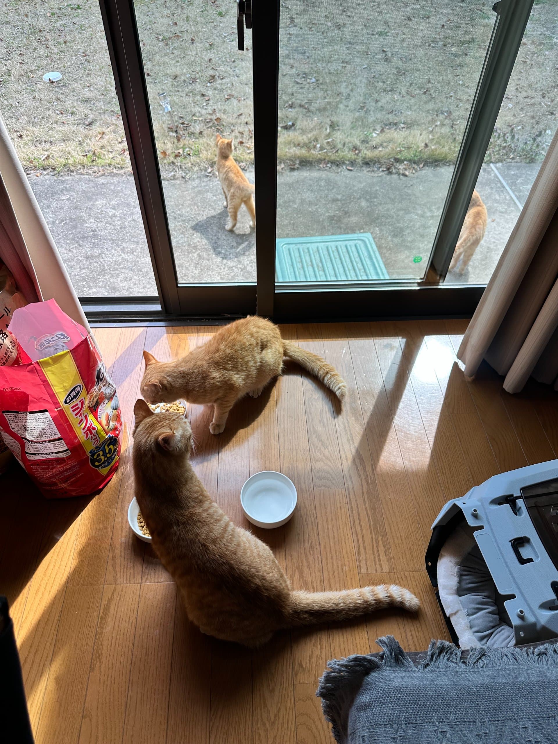 茶トラの猫ちゃんはオスばかりなんですが・・・