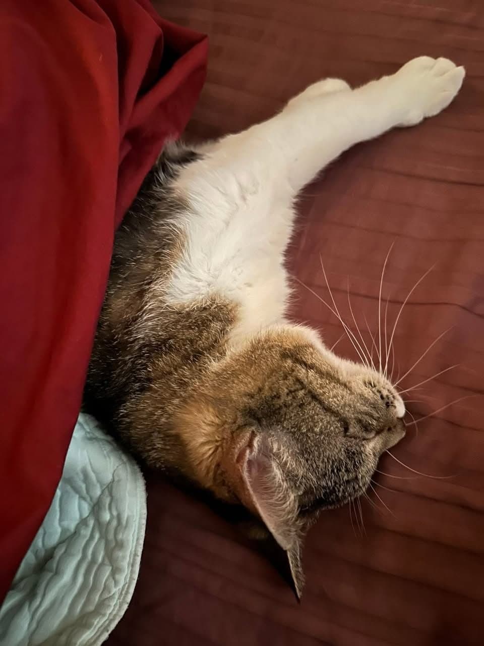 子猫の里親を探しています|庭の野良猫が家猫になり妊娠しました