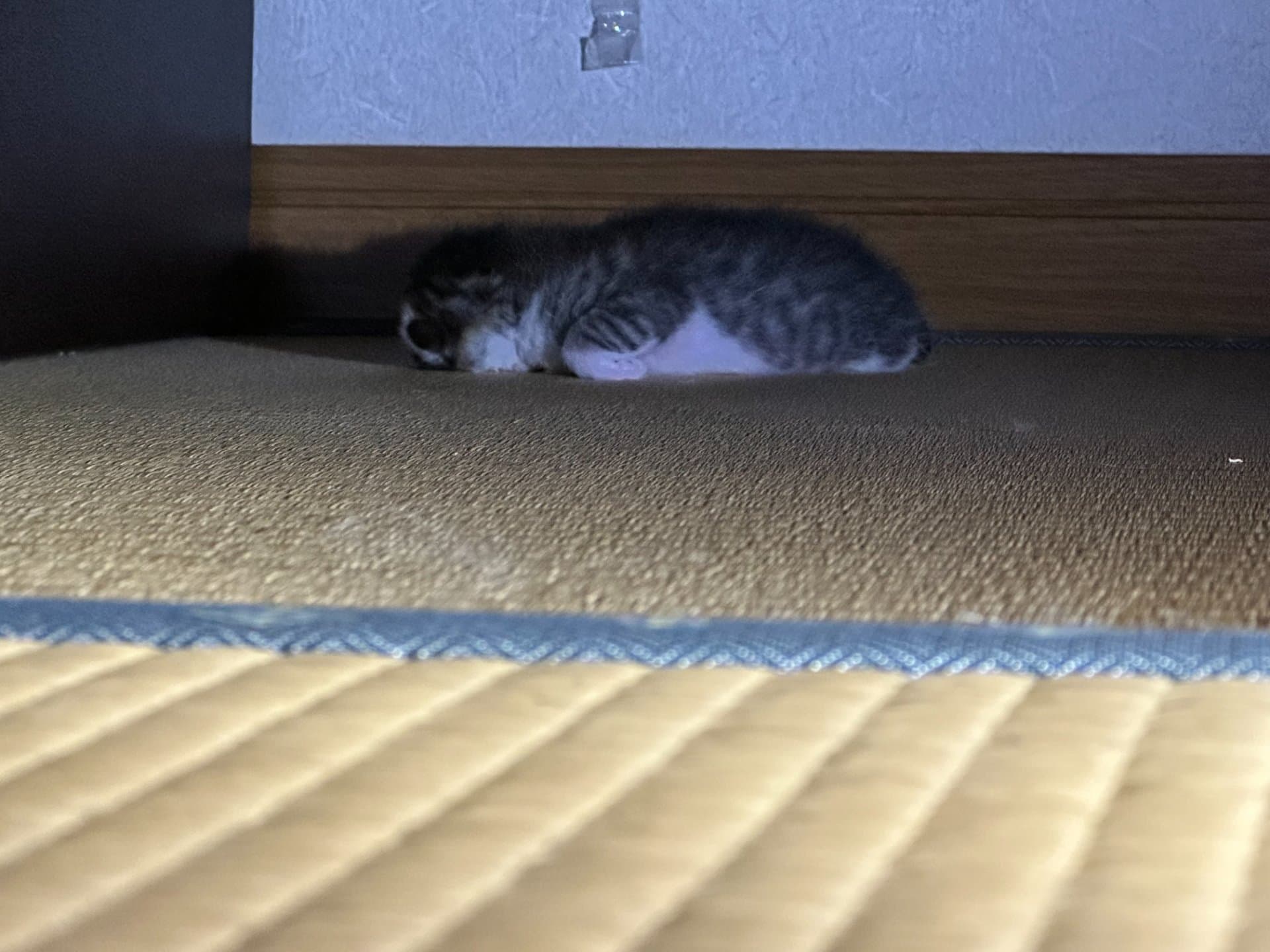 生後2日の子猫は10cm|手のひらより小さく、まだ目も見えない