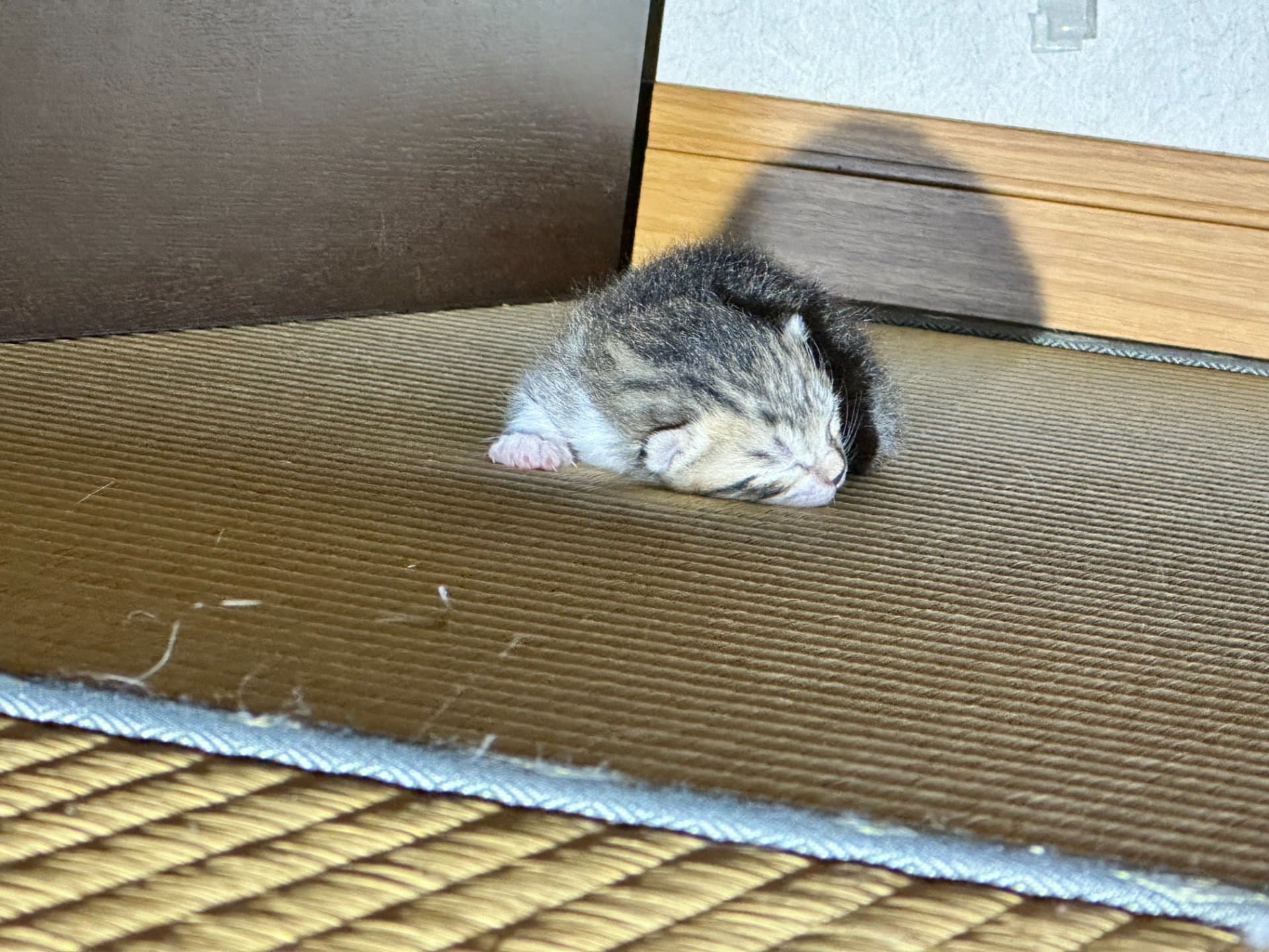 生後2日の子猫は10cm|手のひらより小さく、まだ目も見えない 写真2