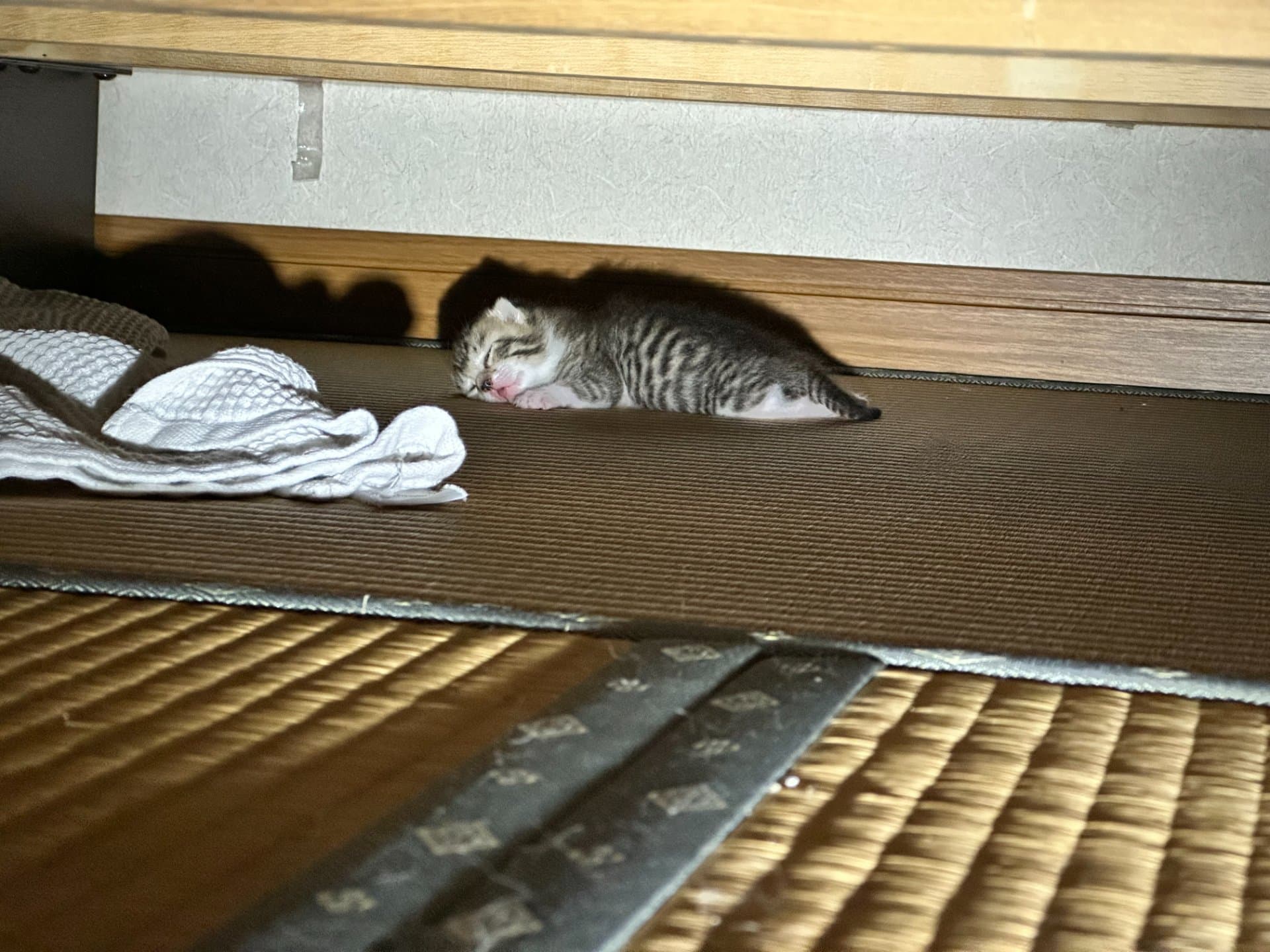 子猫が目を開けた|生後13日、ベッドの下をのぞき込む日々の先に