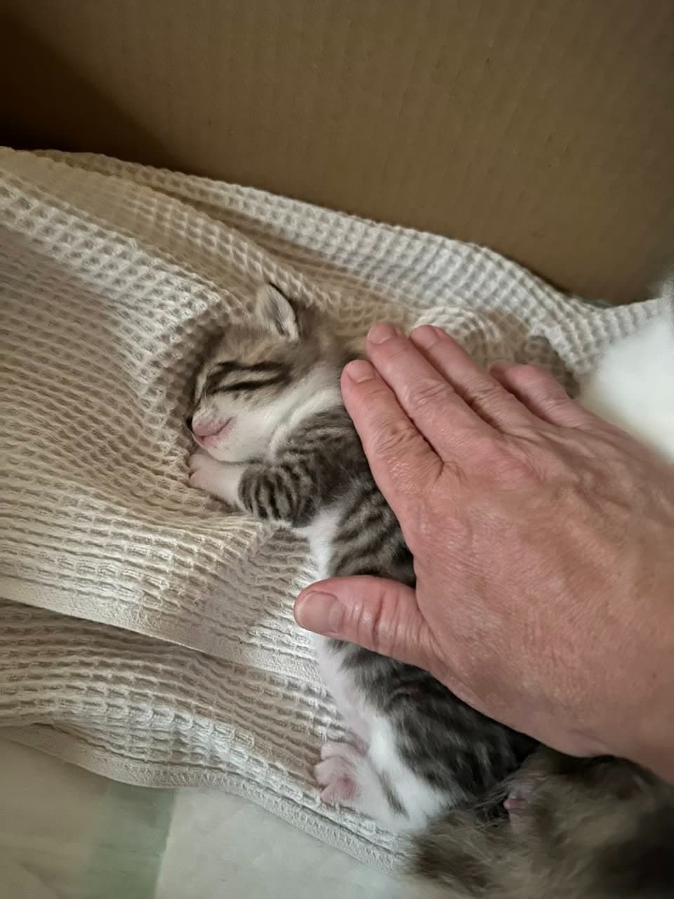 ついに子猫に触る