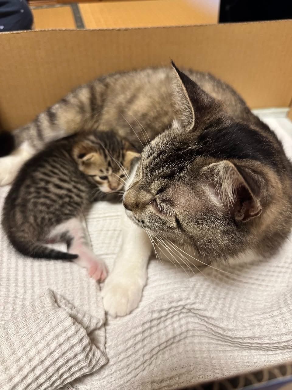 ついに子猫に触った|生後17日で381グラム、生まれた時の3倍に 写真2