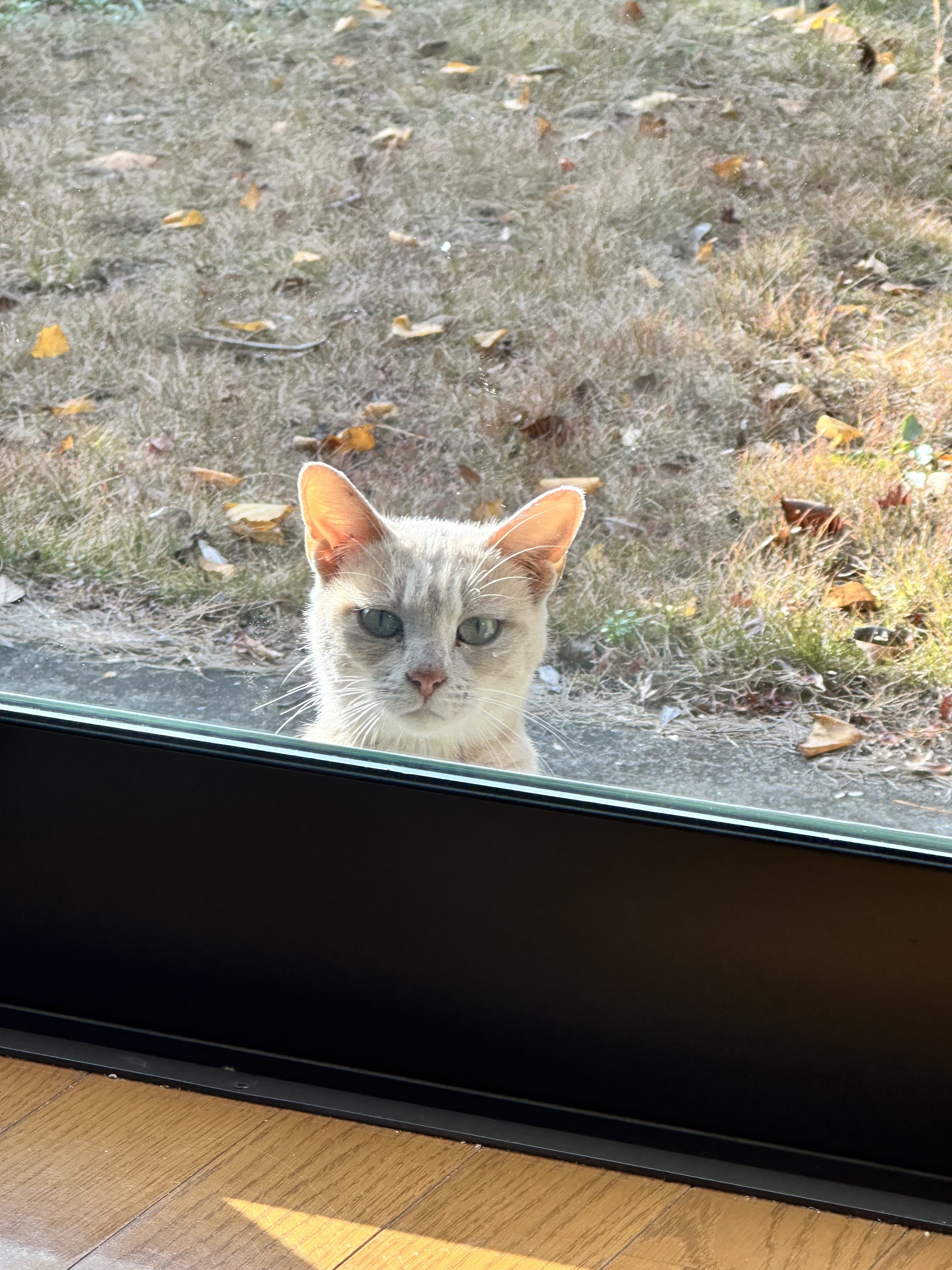 野良猫と仲良くなるには|半年餌をやっても、ほとんどの子は触らせてくれない