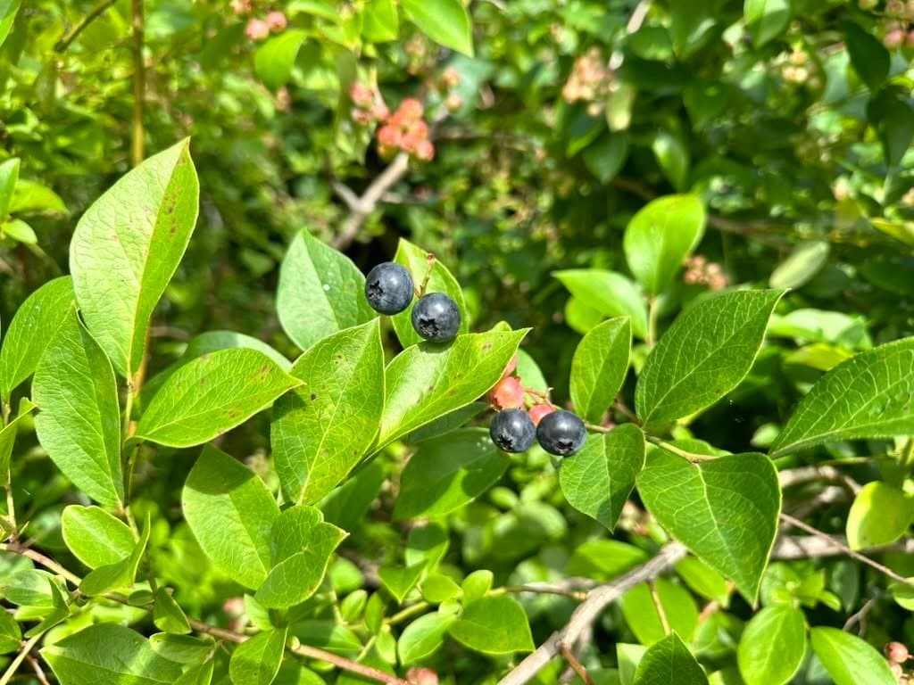 ブルーベリーが採れすぎる|食べきれない量を収穫してしまった 写真2