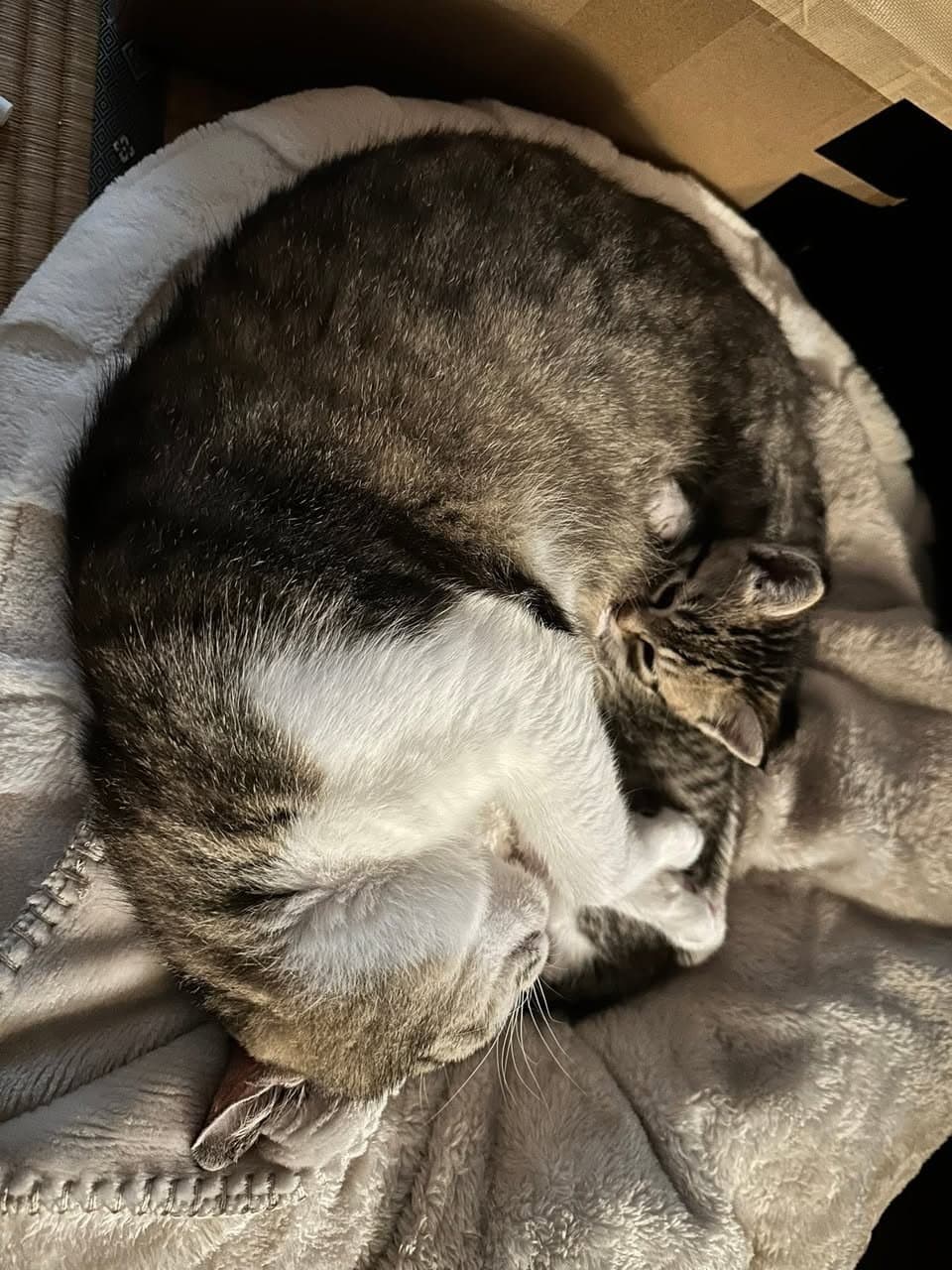 子猫が走り出した|家の中で母猫と大運動会が始まった