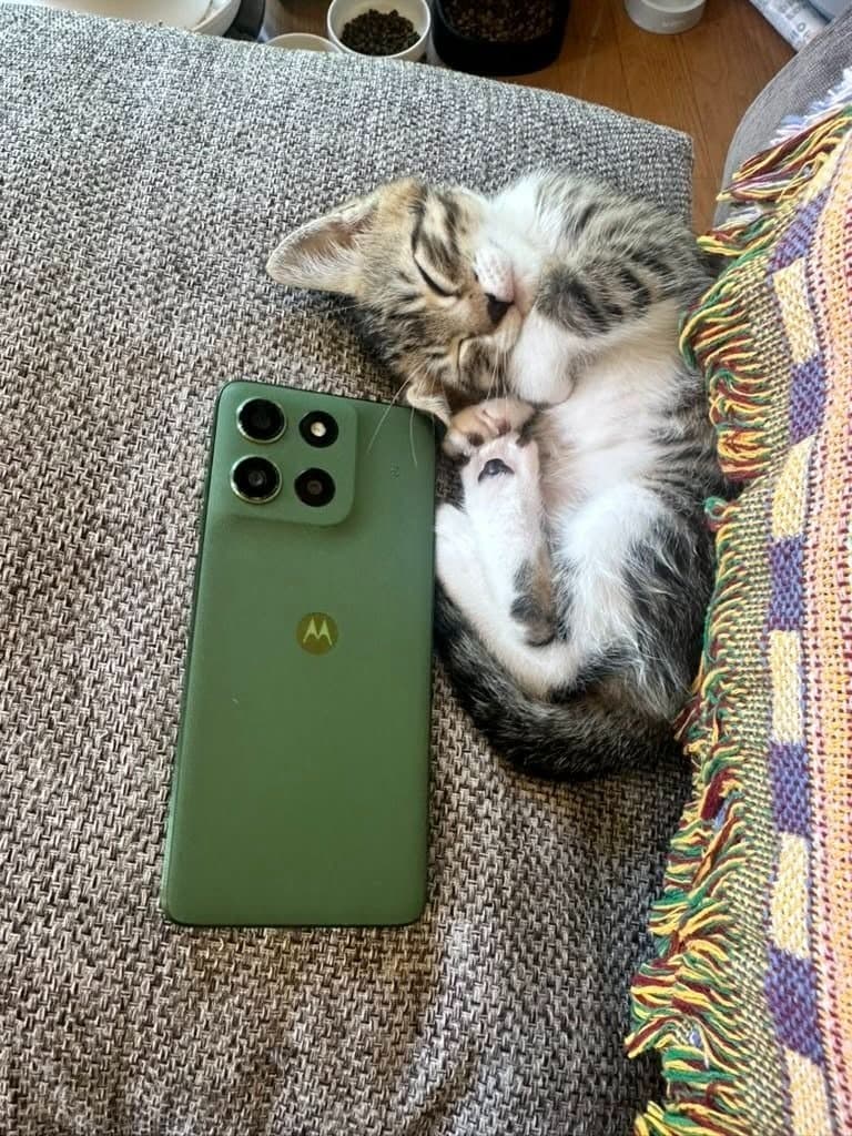 子猫・母猫の状況と検診結果