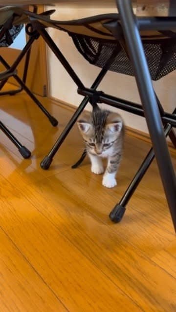 子猫と母猫の検診結果|猫エイズ・猫白血病はどちらも陰性でした 写真2