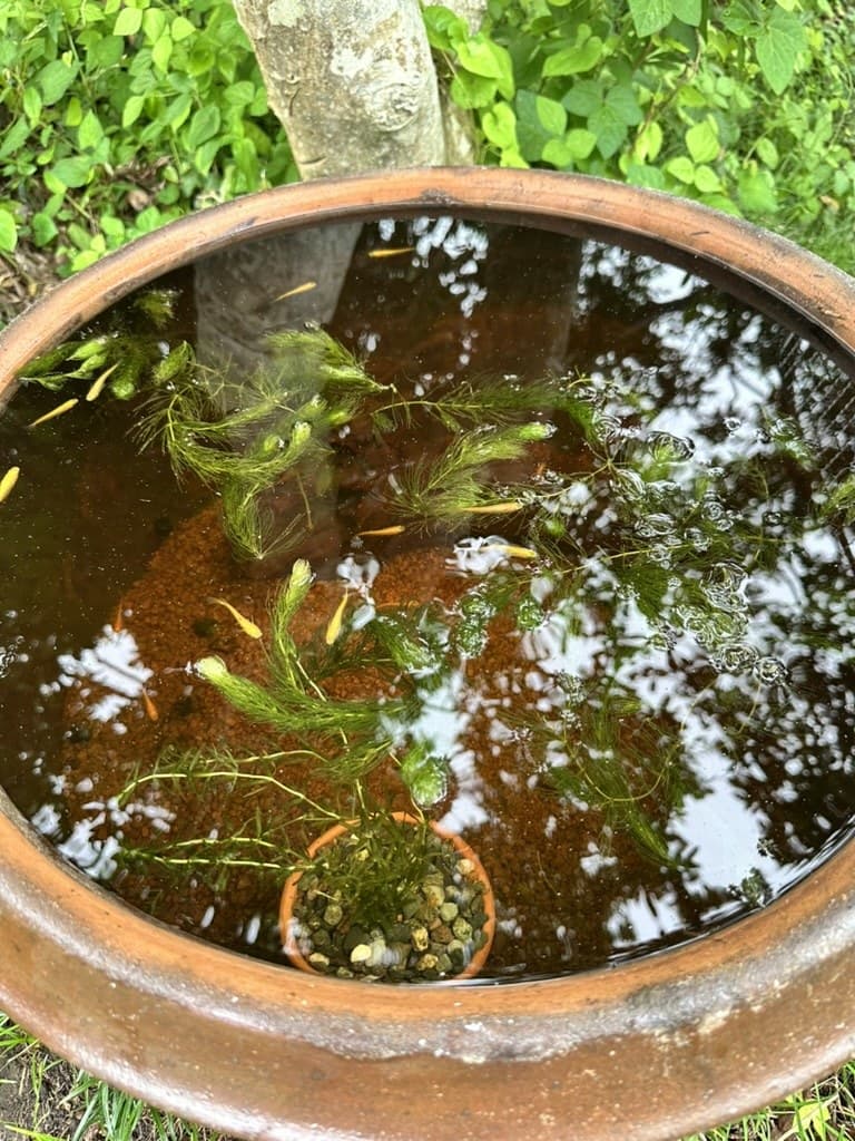 ビオトープ作り その2|赤玉土は中粒、水は地下水。1週間置いてメダカ15匹を投入