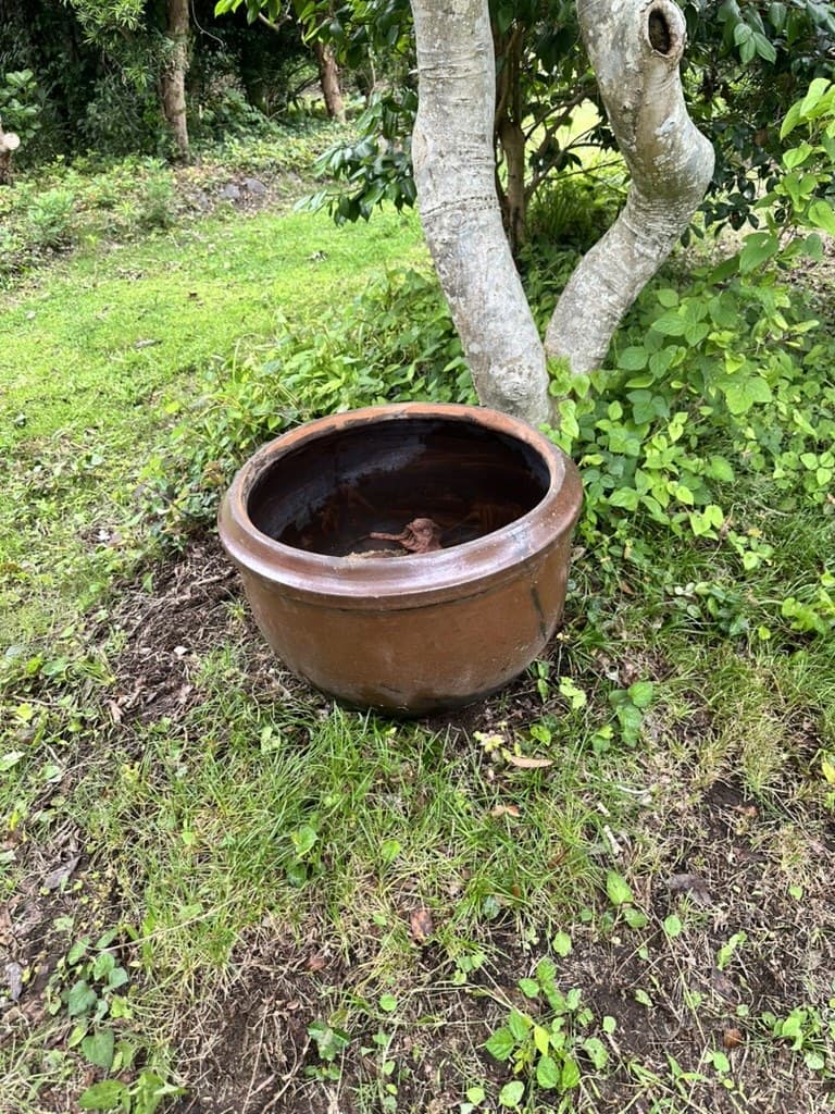 ビオトープ作り その2|赤玉土は中粒、水は地下水。1週間置いてメダカ15匹を投入 写真3