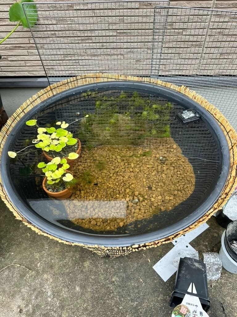 メダカの針子が100匹以上生まれた|卵付きのマツモを親のいない鉢に移して3日。素人の危機感 写真2