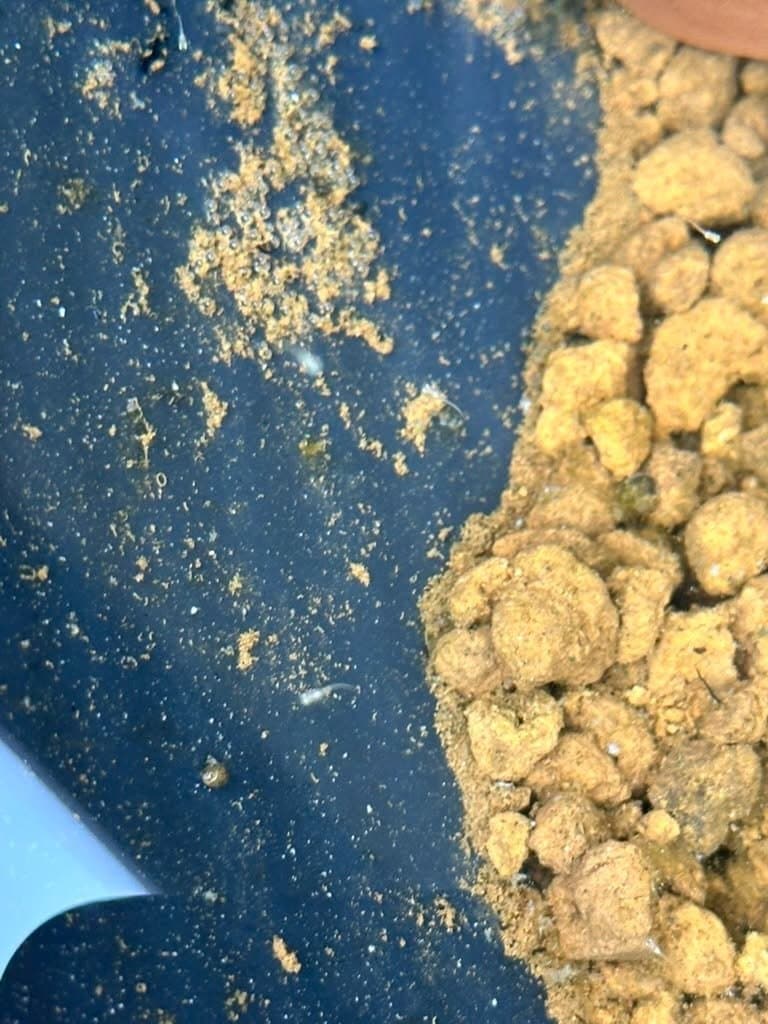 メダカの針子が100匹以上生まれた|卵付きのマツモを親のいない鉢に移して3日。素人の危機感 写真3