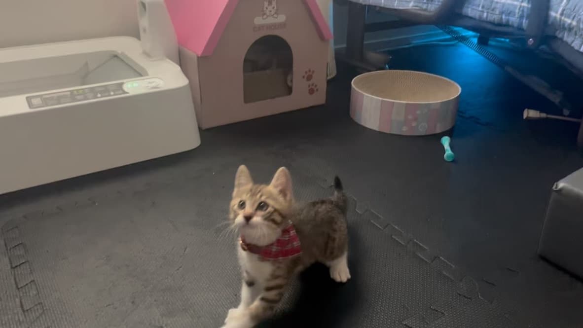 猫ちゃん 1