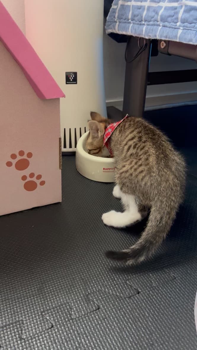 猫ちゃん 2