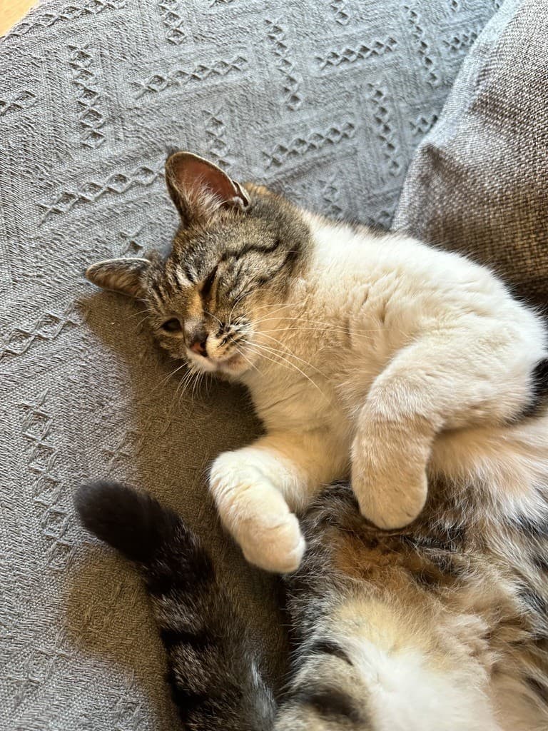 猫ちゃん 1