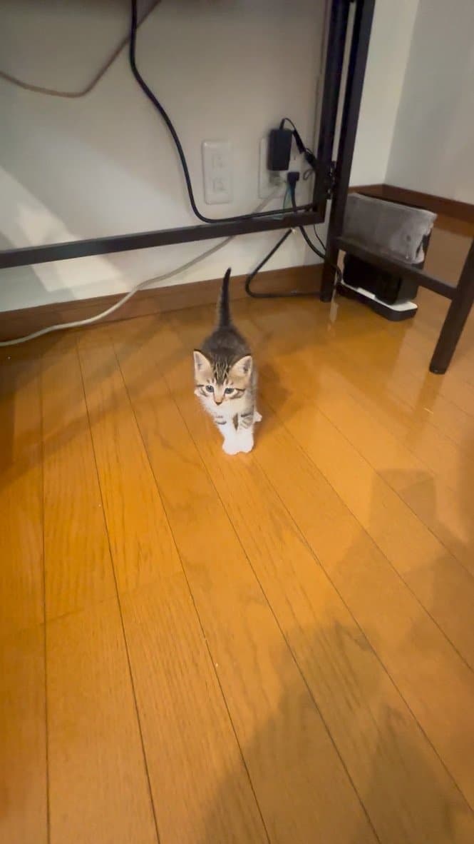 猫ちゃん 1