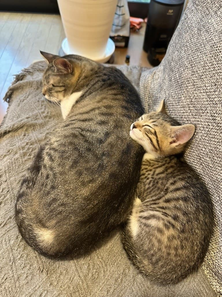 猫ちゃん 1