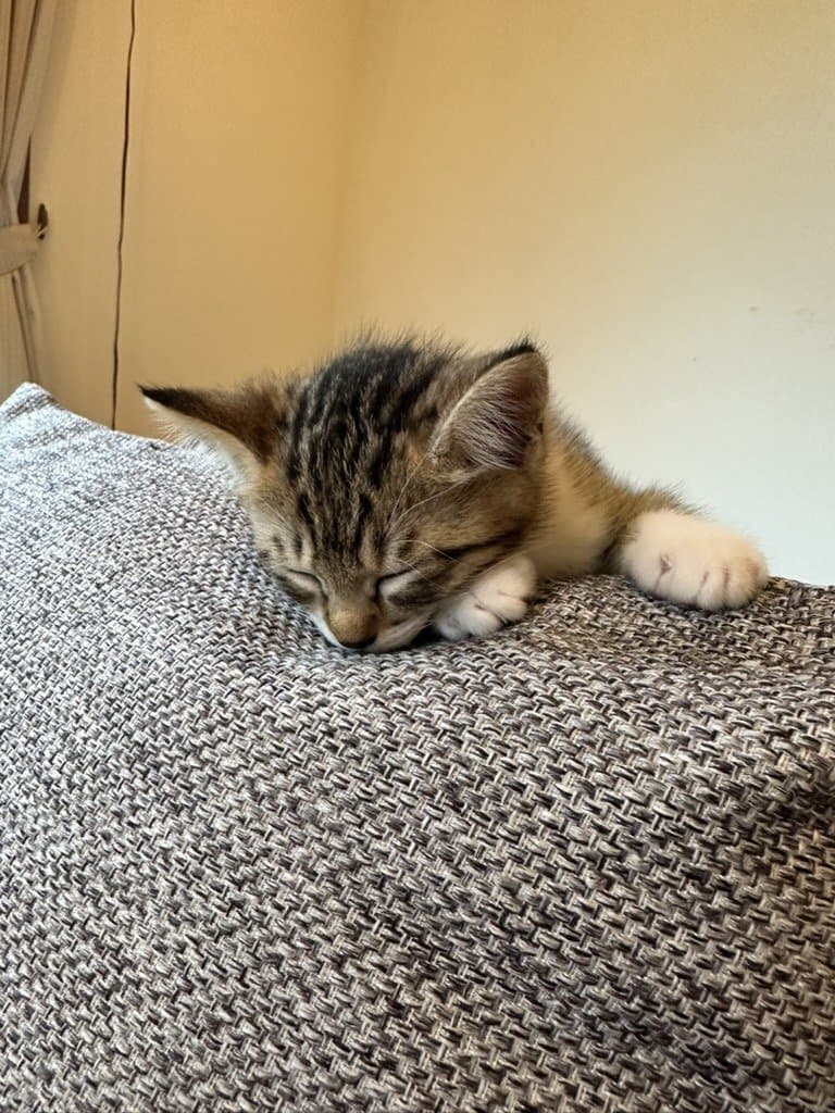 猫ちゃん 1