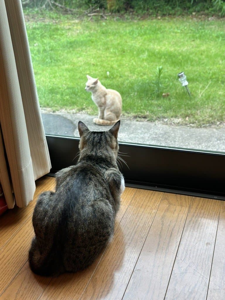 猫ちゃん 1