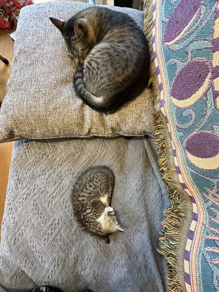 猫ちゃん 1