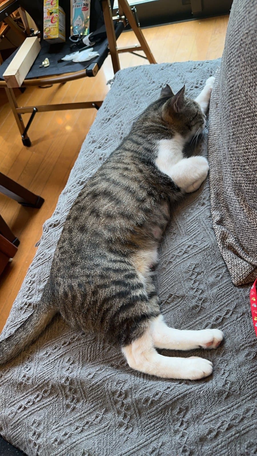 猫ちゃん 1