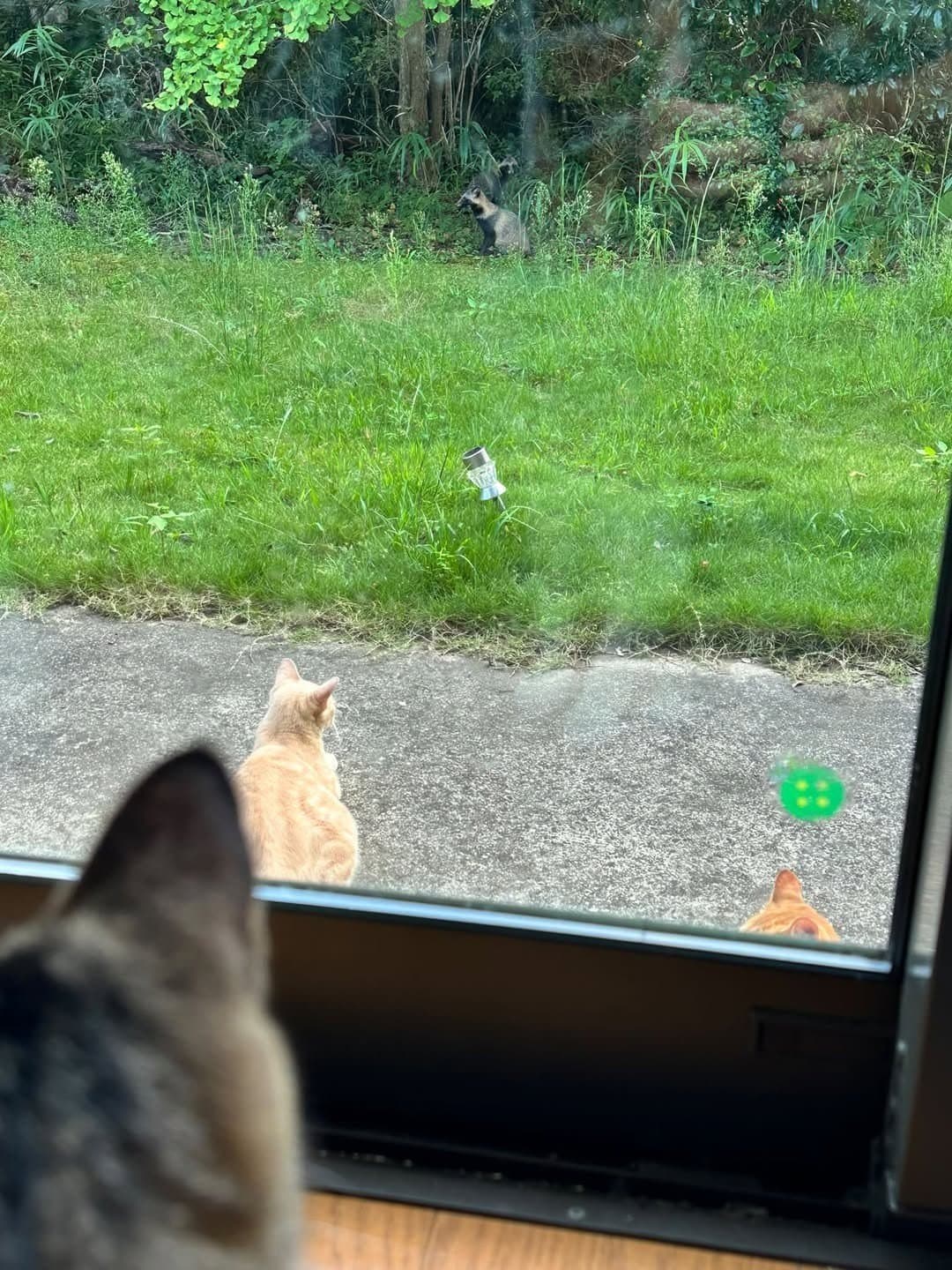 猫ちゃん 1